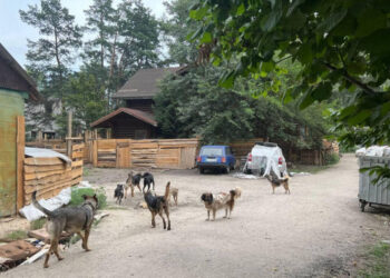 На Обухівщині власників притулку для собак звинуватили у жорстокому поводженні з тваринами (фото) | Київщіна