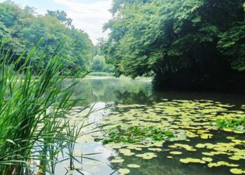 Водойми у Києві — у Голосіївському парку розповіли про неповторний водотік | Новини Київ