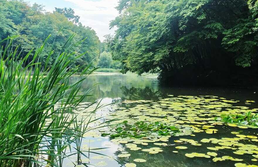 Водойми у Києві — у Голосіївському парку розповіли про неповторний водотік | Новини Київ