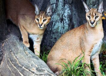 У Київському зоопарку врятували рідкісних рисенят | Новини Київ