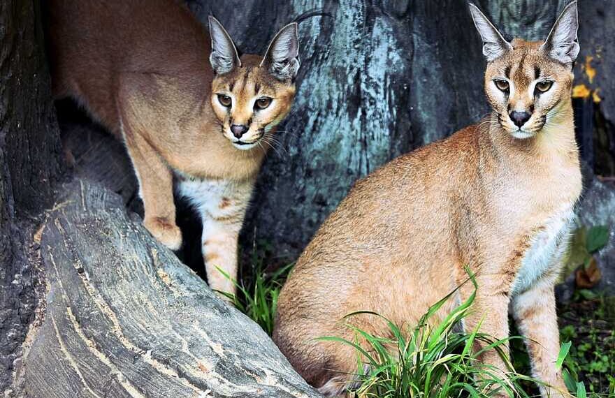 У Київському зоопарку врятували рідкісних рисенят | Новини Київ
