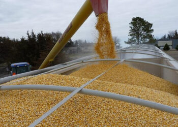 Німеччина і Франція проти продовження обмежень на експорт українського зерна до 5 країн ЄС / У світі /