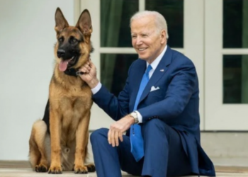 Пес Байдена покусав співробітників спецслужб США: у Білому дому таку поведінку назвали стресом / У світі /