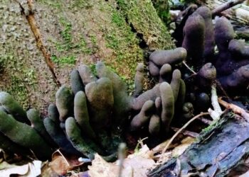 У Дніпропетровській області знайшли “пальці покійника” – Дніпро