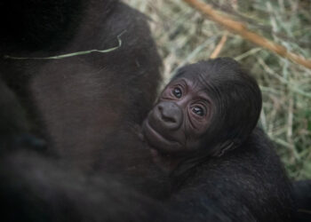 У США горила Саллі, яку вважали самцем, народила малюка / У світі /