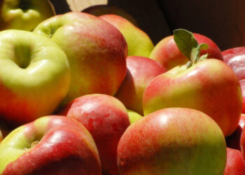 В Україні яблука подешевшали на 26% – EastFruit – Економіка