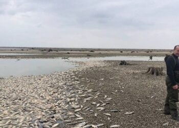 Загибель сріблястого карася на Херсонщині