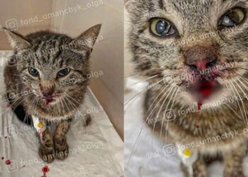 Збір для киці Глорії, яку збила машина