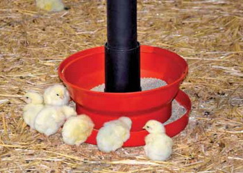 Солі марганцю покращують стимулюють ріст молодняку птиці – Економіка