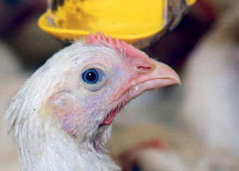 За метапневмовірусу в птиці важливі своєчасні діагностика й вакцинація – Економіка