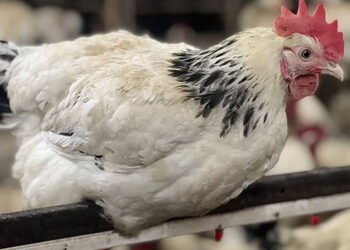 Які вакцини проти метапневмовірусу в птиці дієвіші – Економіка