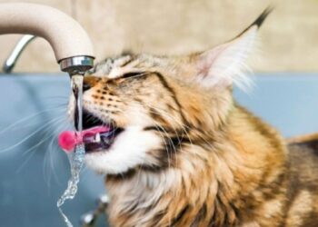 25 липня деяким абонентам у Дніпрі відключать воду