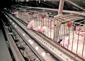 Як мікроклімат у пташнику впливає на якість яєць – Економіка