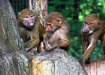 У Київському зоопарку в мавпячому “дитячому садочку” вихованці опановують нову водну забавку (фото, відео) | Київщіна