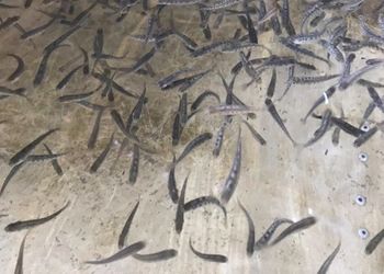 Майже 63 тис. мальків струмкової форелі поповнили річки Закарпаття – Економіка