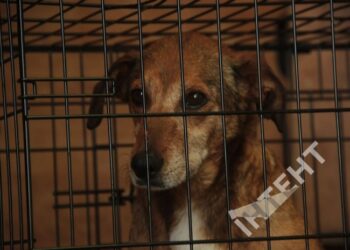 “Більшість тварин потрапили сюди через війну”: репортаж з притулку на Одещині