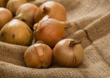 Ціни на овочі: в Україні подешевшала молода цибуля – Економіка