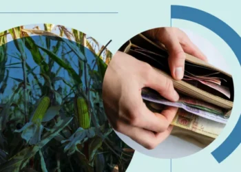 Ціни на зерно знову ростуть: скільки коштує кукурудза 15 серпня | Економіка