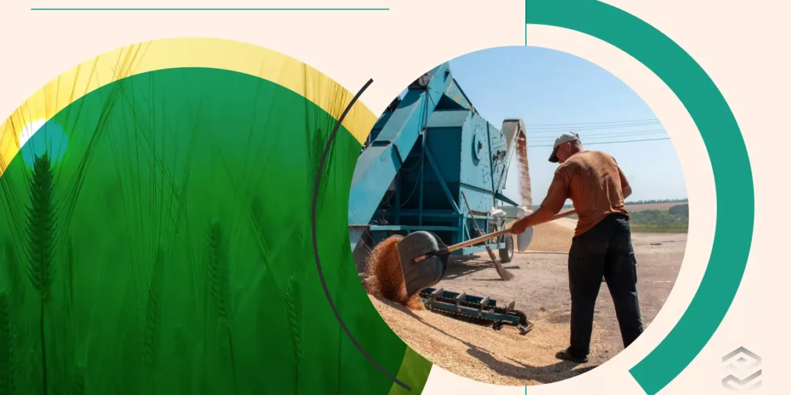 Цінопад на ринку зерна – що відбувається з вартістю ячменя | Економіка