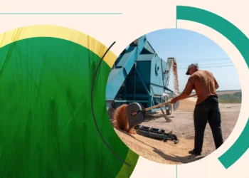 Цінопад на ринку зерна – що відбувається з вартістю ячменя | Економіка