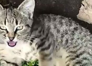 Для тварин з фронту шукають господарів