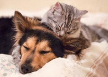 Донорство крові для собак і котів Дніпро