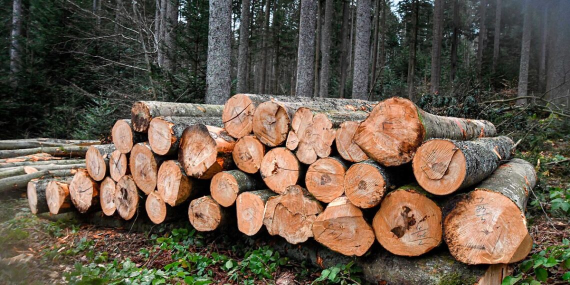 Керівництво лісгоспу на Київщині організувало незаконну вирубку дерев