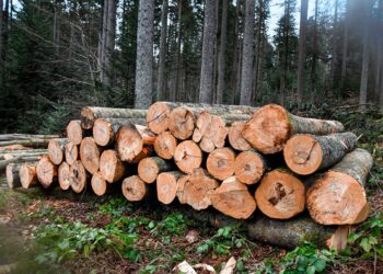 Керівництво лісгоспу на Київщині організувало незаконну вирубку дерев