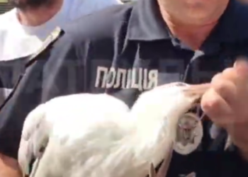 Львівські патрульні разом з містянами врятували пораненого лелеку (відео) – Перший львівській портал