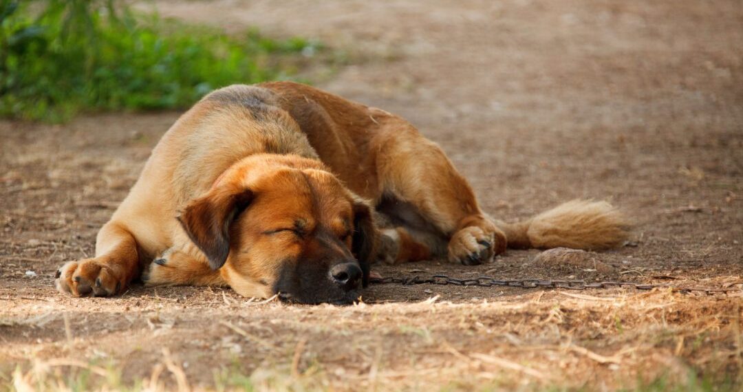 На Білоцерківщині чоловік збив собаку та залишив її помирати