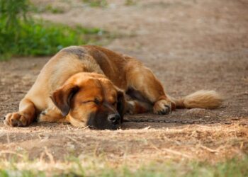 На Білоцерківщині чоловік збив собаку та залишив її помирати