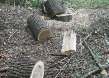 На Білопільщині двох молодиків викрили у незаконній вирубці дерев – Суми та область