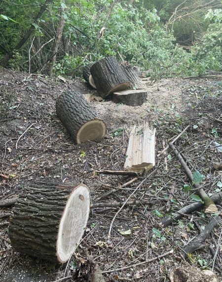На Білопільщині двох молодиків викрили у незаконній вирубці дерев – Суми та область