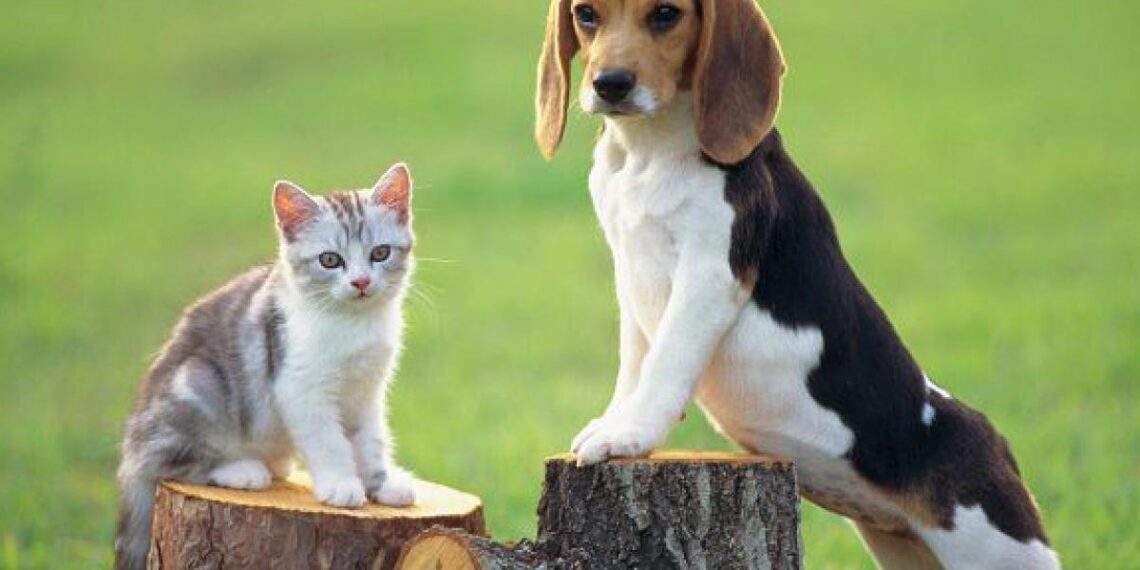 На Бориспільщині влада заборонила утримувати вдома більше чотирьох улюбленців