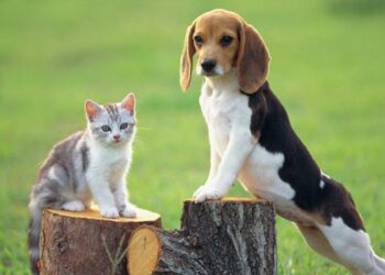 На Бориспільщині влада заборонила утримувати вдома більше чотирьох улюбленців