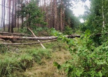 На Київщині до кінця дня обіцяють ліквідувати наслідки вчорашньої негоди