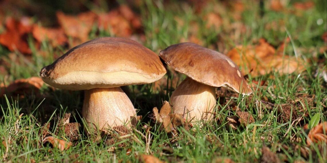 На Київщині почастішали випадки отруєння грибами