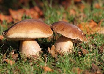 На Київщині почастішали випадки отруєння грибами