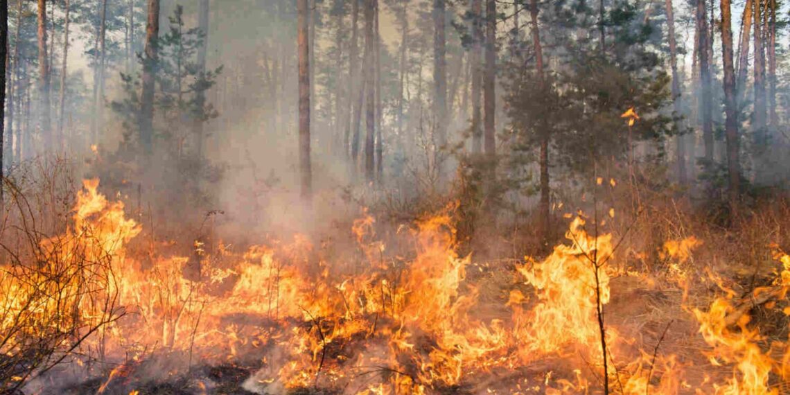 На Київщині три дні спостерігатимуть надзвичайний рівень пожежної небезпеки