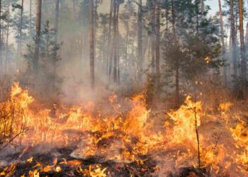 На Київщині три дні спостерігатимуть надзвичайний рівень пожежної небезпеки