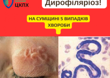 На Сумщині – 5 випадків дирофіляріозу, що передається через укуси комарів – Суми та область