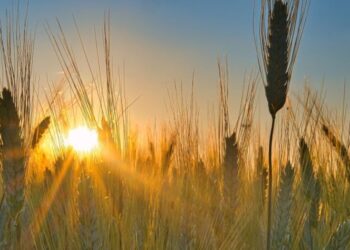 Ніч на 6 серпня на Дніпровщині