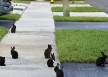 Передмістя Флориди зіткнулося з нашестям кроликів після того, як заводчик випустив їх на волю / У світі /