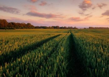Перші аукціони з оренди державних с/г земель відбудуться в 2024 році – Економіка