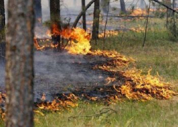 Пожежна небезпека та грози: синоптики попереджають жителів Київщини