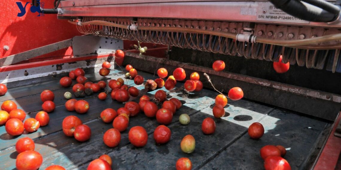 Тисяча тонн на добу: на Одещині розпочали збір врожаю томатів (фото, відео) — Одеса