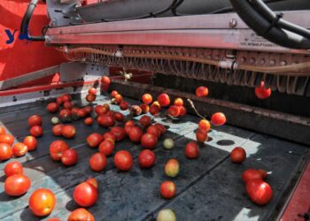 Тисяча тонн на добу: на Одещині розпочали збір врожаю томатів (фото, відео) — Одеса