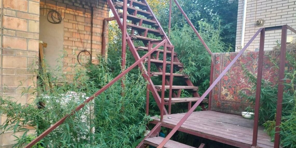 У Боярській громаді викрили виробництво коноплі