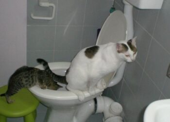 Вода Дніпро 14 серпня