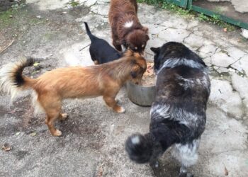 З турботою про мужніх і незламних: волонтерка з Херсонщини рятує тварин та допомагає військовим